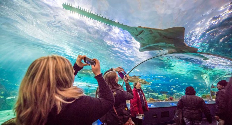 ripley aquarium visitors in glass tunnel