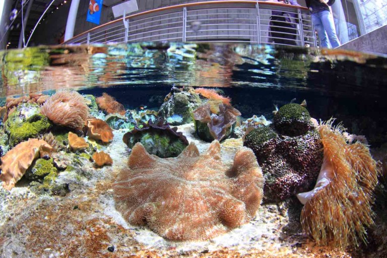 shallow_reef steinhart aquarium (Will Love © 2014 California Academy of Sciences) a