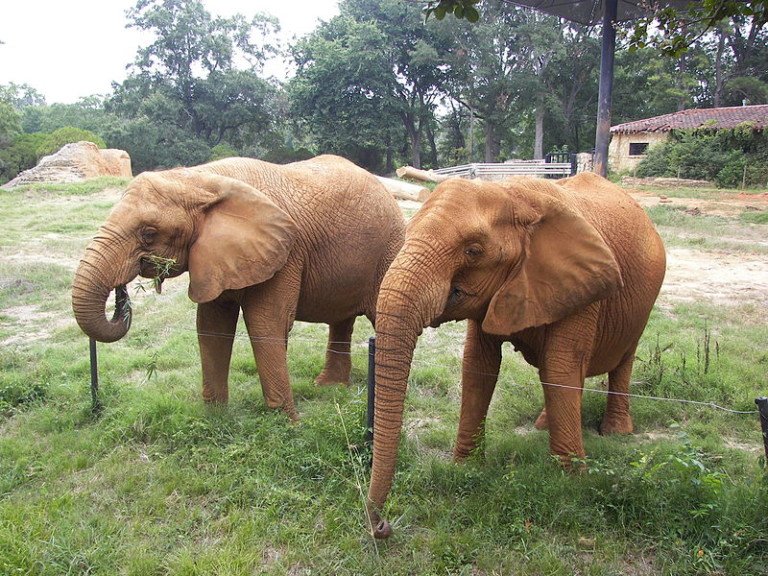 Elephants at Jackson Zoo in Mississippi.