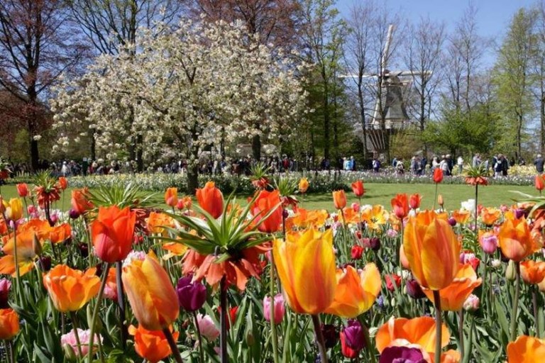 tulips at Tiptoe through the tulips - Imagineear creates new interactive guide for Tours and Tickets bulbfields tour at Keukenhof - Imagineear creates tour guide