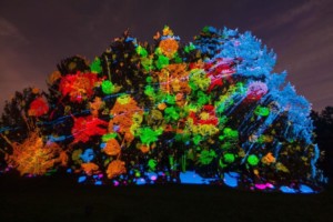Treemagnination morton-arboretum-illumination-seasonal-events