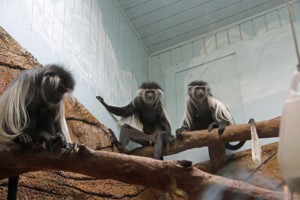 Colobus monkey exhibit at Little Rock Zoo