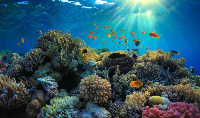 coral reef in sunlight marine research