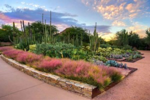 Desert_Botanical_Garden_Adam_Rodriguez