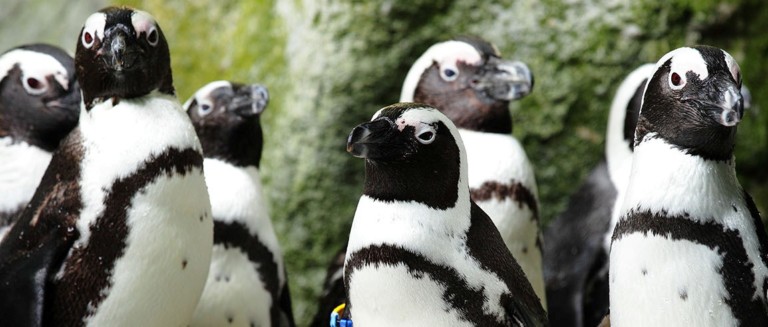 african penguins turtle back zoo