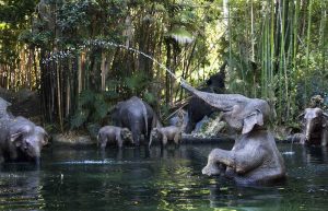 elephants on jungle cruise disneyland