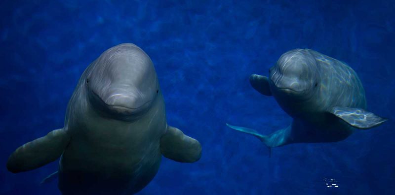 British Airways continues to back dolphin captivity - Whale and