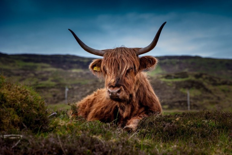 highland cow free mobile walking tour geotourist