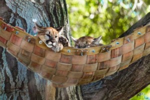 Oakland Zoo California Trail expansion mountain lions