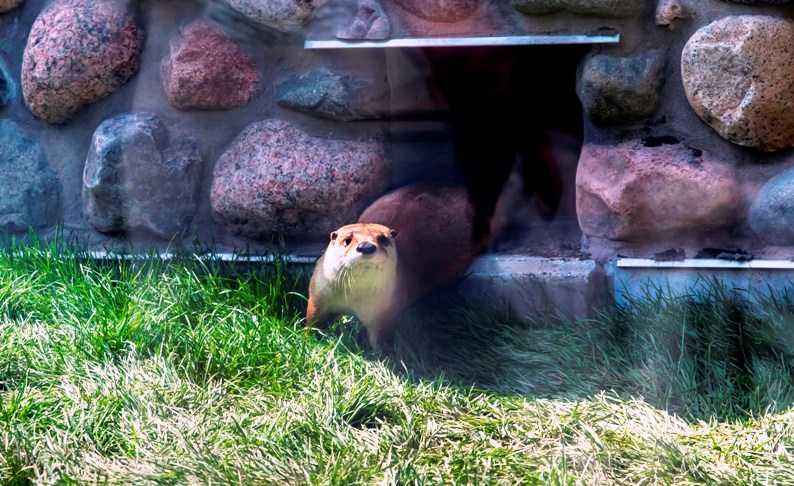 river otter, otter passage, milwaukee county zoo