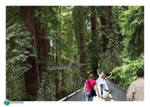 sequoia zoo redwood canopy walk masterplan