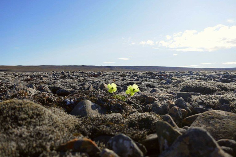 Arctic_poppy_among_rocks climate change conference environmentalism hope