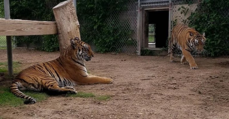 wright park zoo tigers dodge city x