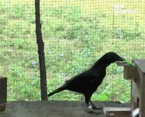 crow