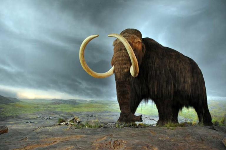 woolly mammoth