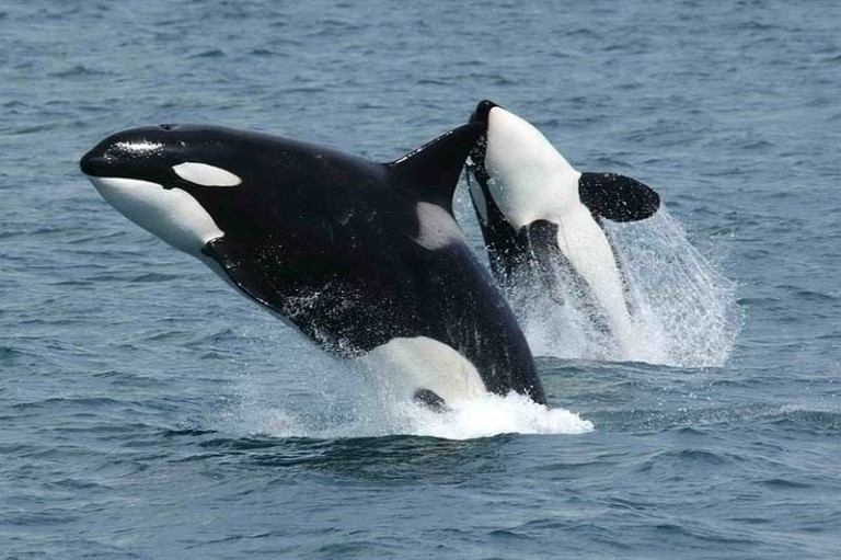 orcas killer whales china marine park