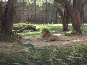 mysore zoo Karnataka