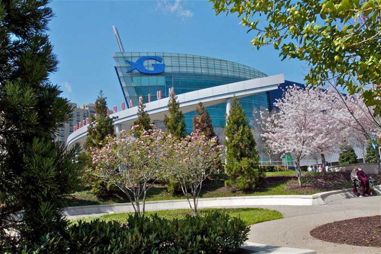 georgia aquarium