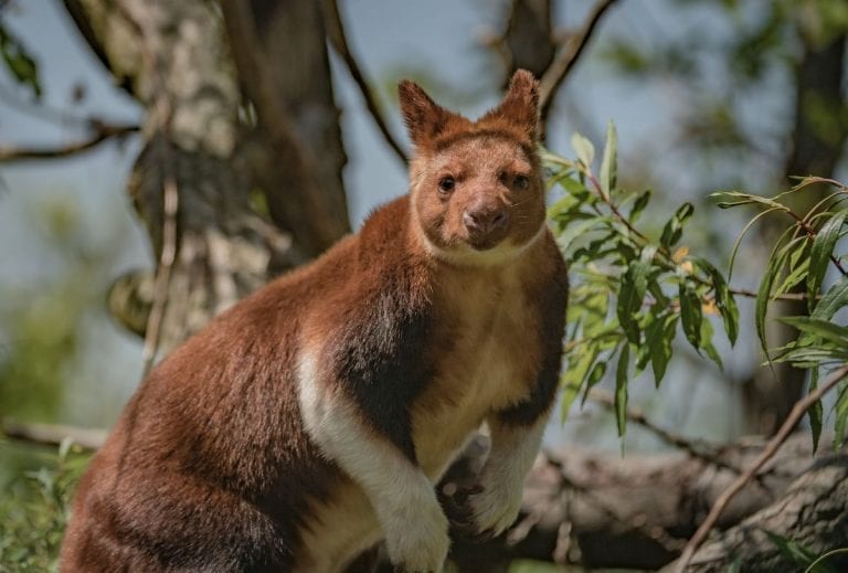 Chester Zoo Tree Kangaroo