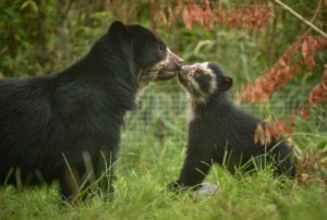 mother andean bear with cub at chester zoo.