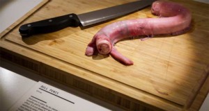 disgusting food museum