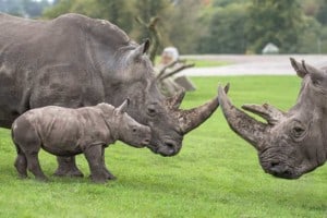 west midland safari park acquired by looping, new zoo expansion is planned