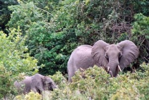 elephants at shimba reserve