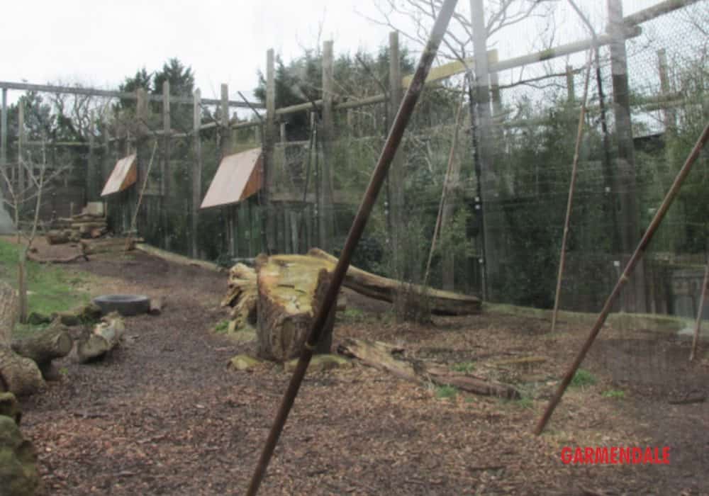 Lion enclosure by Garmendale Zoo engineering