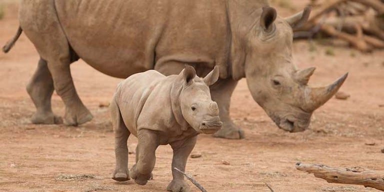 Monarto Zoo funding rhinos