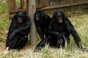 Twycross zoo chimpanzees