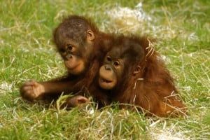 Twycross Zoo chimpanzees