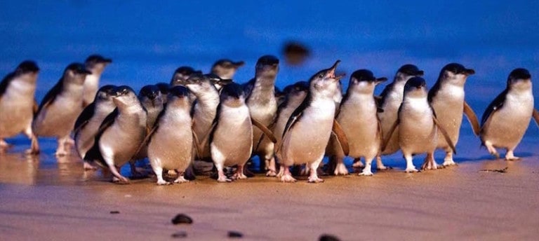 penguin parade phillip island