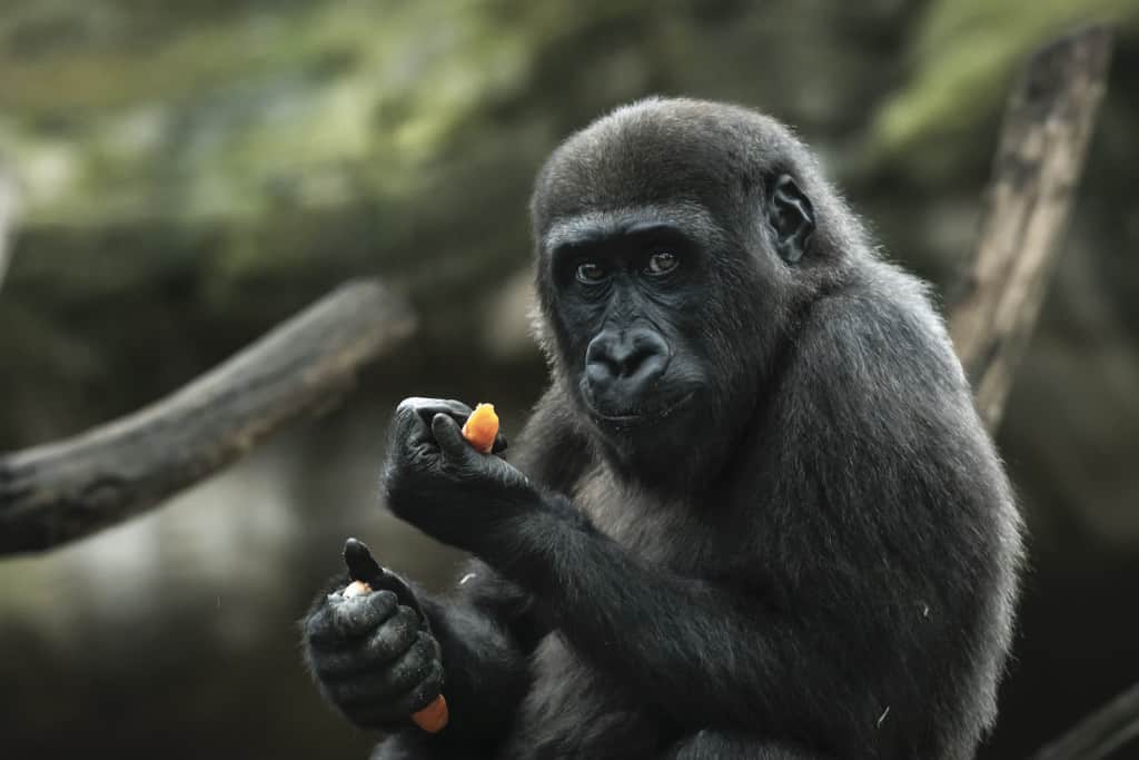 Barcelona Zoo