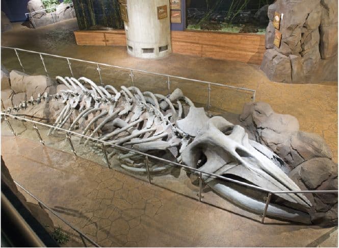 nassal Companies of Nassal skeleton exhibit