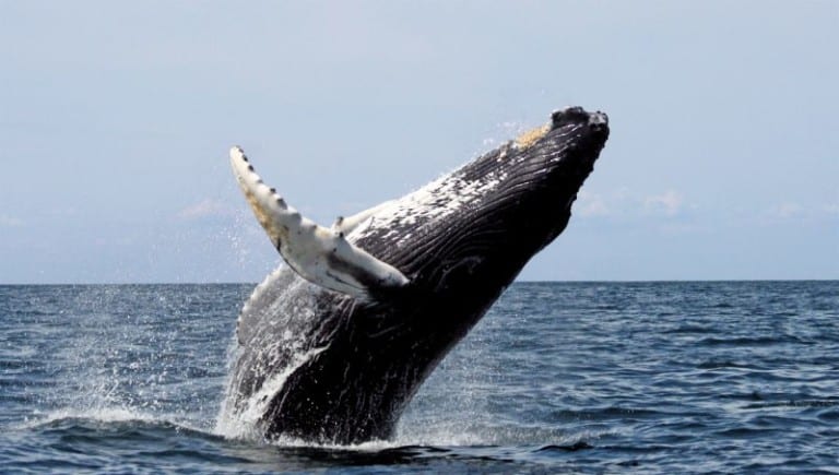 cetacean whale