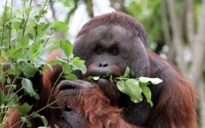 Auckland Zoo Charlie Orangutan