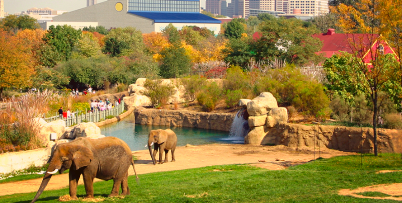 Indianapolis Zoo announces expansion for elephants | blooloop