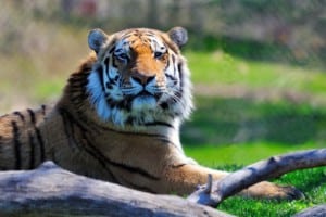 Sumatran Tiger WAZA