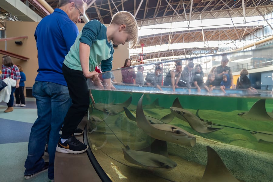 getting hands on with rays at the St Louis Aquarium, designed by PGAV Destinations