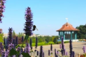 horniman museum gardens