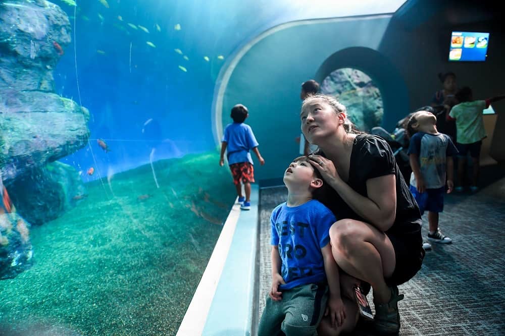 mother son looking at sharks point defiance zoo and aquarium Roto