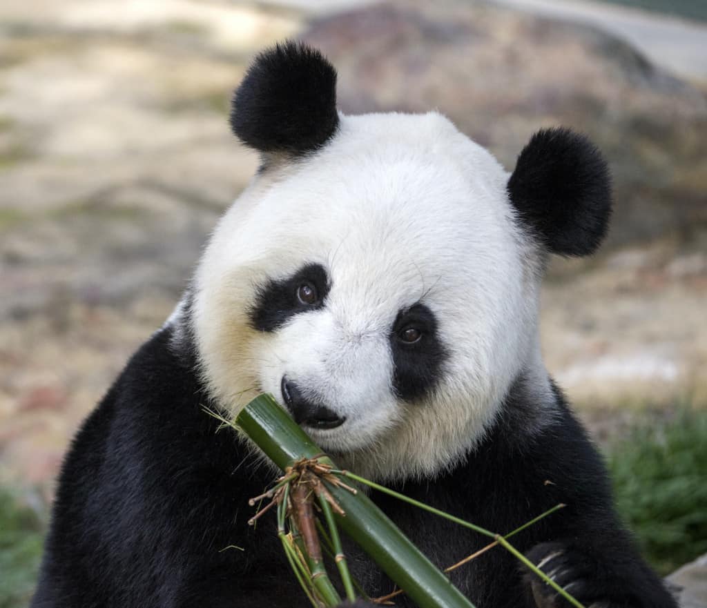 Fu Ni, a giant panda at Zoos South Australia