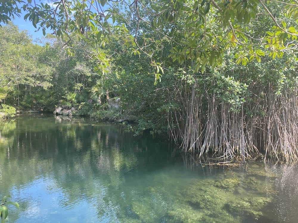 Mangrove River at Xel-Ha Waterpark Mexico