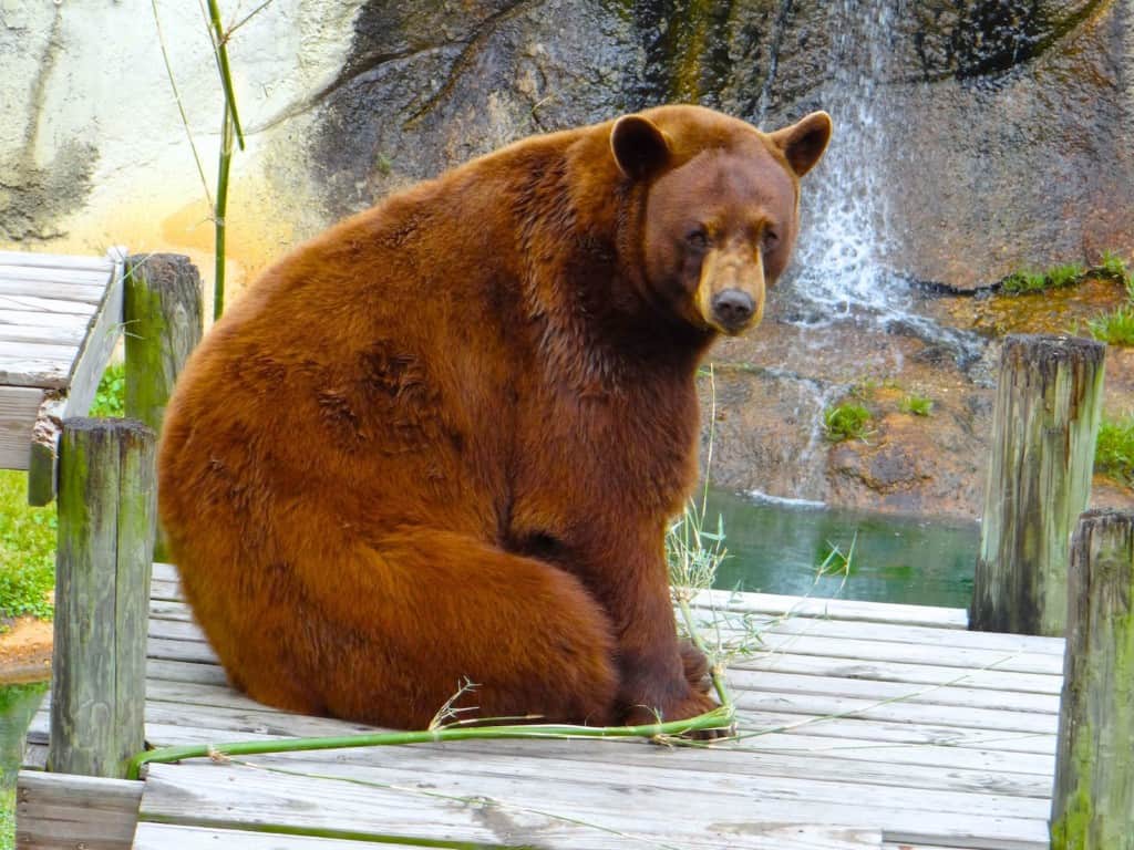 Boodah the bear Alabama Gulf Coast Zoo