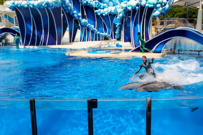 seaworld dolphin