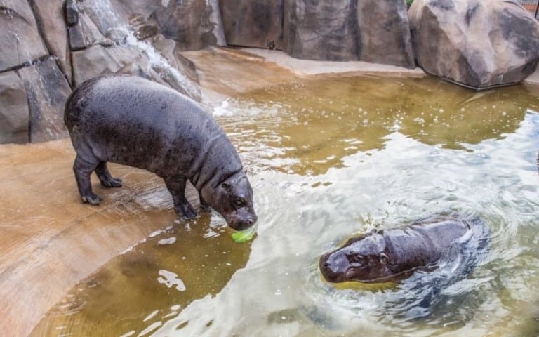 wildlife world pygmy hippos at the new zoo expansion