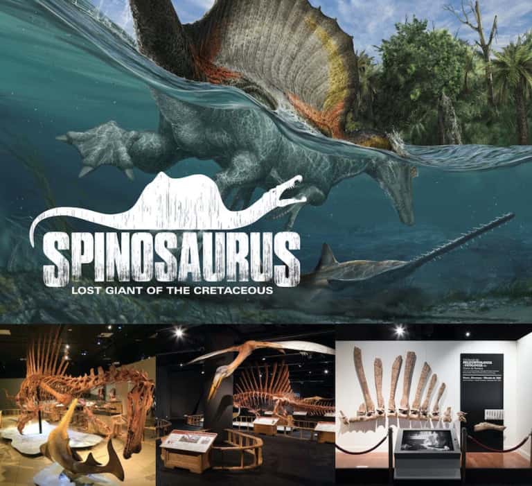 Spinosaurus touring exhibit by exhibits development group