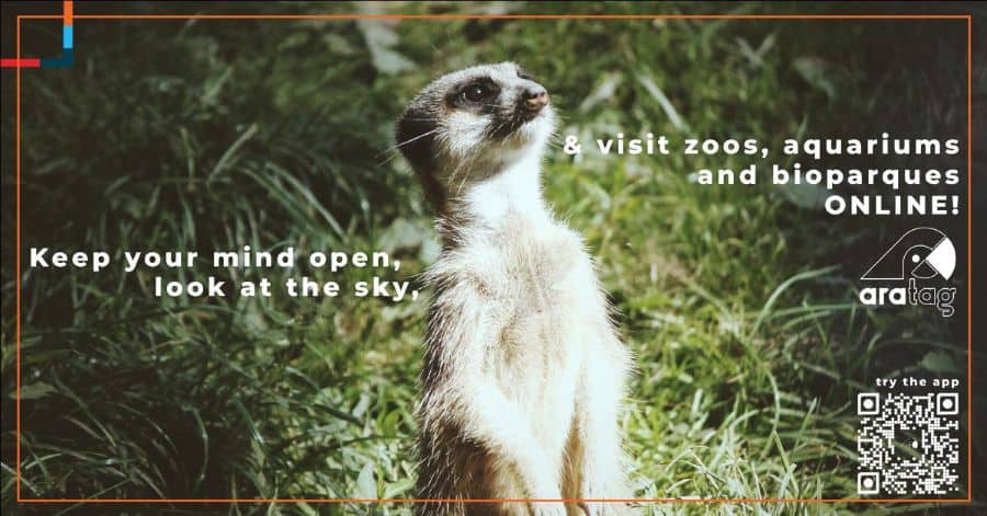 meerkat on poster for the aratag app