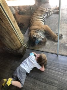 Child with Tiger at Nashville Zoo