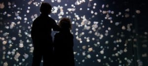 attractions industry coronavirus update - Vancouver Aquarium may be forced to close permanently